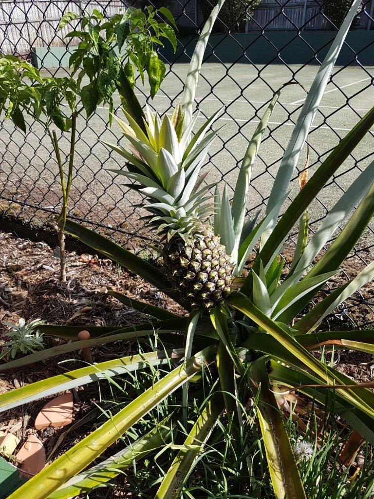 Pineapple Plant 1, 12th January 2017
