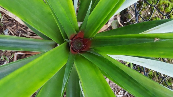 Pineapple Plant 1, 3rd September 2016