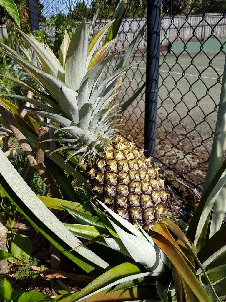 Pineapple Plant 2, 12th January 2017