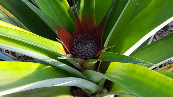 Pineapple Plant 2, 3rd September 2016