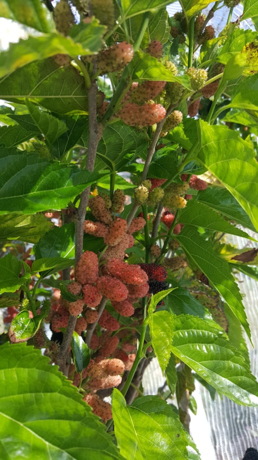 Dwarf mulberry tree loaded with fruit after Fulvic and Humic application